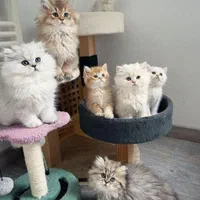 مجموعه گربه های اصیل(پرشین بریتیش اسکاتیش)