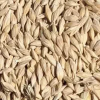 جو درجه یک چاق و‌پرمغز