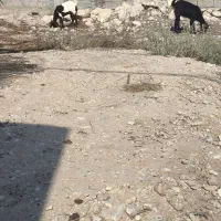 کهره نر و ماده