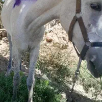 اسب مادیون