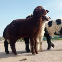 بره نر|حیوانات مزرعه|اهواز, منازل کارون|دیوار