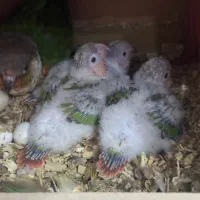 جوجه گرینچیک طوطی گرینچیک