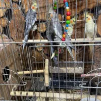 جوجه عروس هلندی