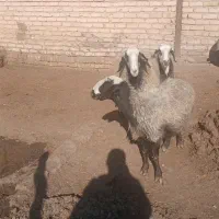 ۴۵۰۰۰۰۰۰۰|عمده‌فروشی|اسفرورین, |دیوار