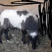 گوسفند میش دوقلو|حیوانات مزرعه|فهرج, |دیوار