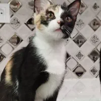 واگزاری گربه ب افراد حیوان دوست