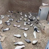 فروش ی بوم کفتر کاشانی تهرانی|پرنده|دهق, |دیوار