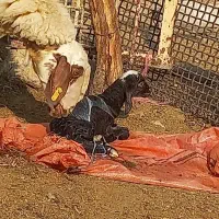 میش و بره و آبستن نزدیک زا|حیوانات مزرعه|اندیمشک, |دیوار