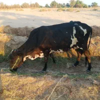 گاو شیری با گوساله