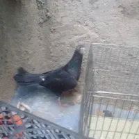 کبوتر زاغ نر