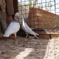 کبوتر جفتگاه|پرنده|میان جلگه, |دیوار