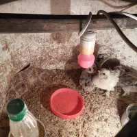 جوجه ابریشمی