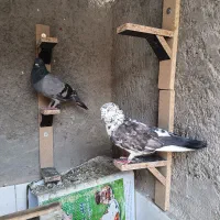 کبوتر