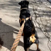 روتوایلر اروپایی|سگ|کوهسار (البرز), |دیوار