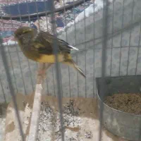 قناری ماده معامله