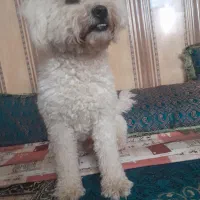 سگ گمشده|حیوانات|سیرجان, |دیوار