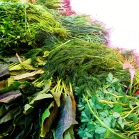 سبزی خورشت 15 تومن سوزی جعفری شنبله