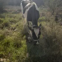 گاو ماده|حیوانات مزرعه|قلعه قاضی, |دیوار