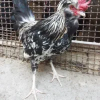 سلطان وگلین