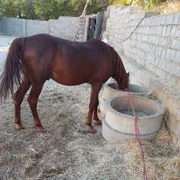 اسب کرد ۶ دانگ