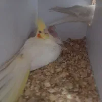 عروس هلندی  با ۴ تا جوجه