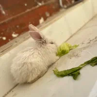 خرگوش|موش و خرگوش|کرمانشاه, |دیوار