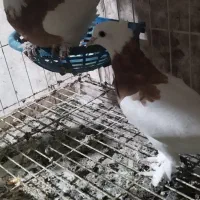 کبوتر طوقی|پرنده|پاوه, |دیوار