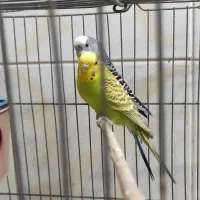 فروشی جفتی ۵۰۰|پرنده|شهرضا, |دیوار