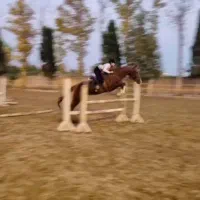 آموزش سوارکاری همه‌‌ی سنین