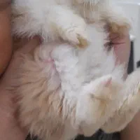 خرگوش لپ|موش و خرگوش|خرمشهر, |دیوار