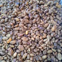 ضایعات خرما وقصب