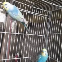 جفت  مرغ عشق رینبو(رنگین کمانی)|پرنده|لاهیجان, کوی استادان|دیوار