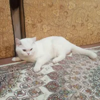 واگذاری گربه