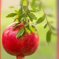 رب انار ملس