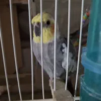 عروس هلندی نر گمشده