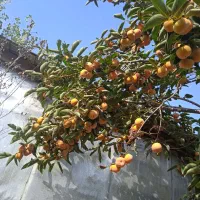خرمالو تازه|خوردنی و آشامیدنی|رشت, آب و برق|دیوار