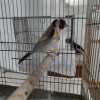 سهره نر خال حلب  درجه یک