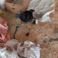 فروش مرغ وجوجه|حیوانات مزرعه|لیکک, |دیوار