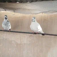 کفتر پرشی