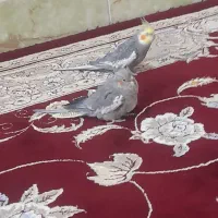 عروس هلندی پرنده زینتی