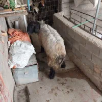 نرمیشن داشتی جوان