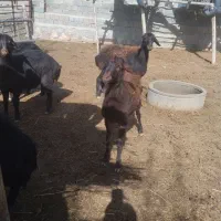 بره نر دشتی سالم وواکسن زده