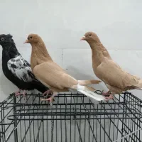 ساعت طرح کفتر معاوضه