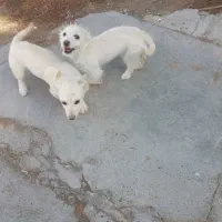 پاپی|حراج|تربت جام, میان جام|دیوار