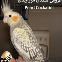 گمشده عروس هلندی|حیوانات|اصفهان, کوی امام|دیوار