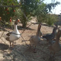 غاز|حیوانات مزرعه|مرودشت, ژیان|دیوار