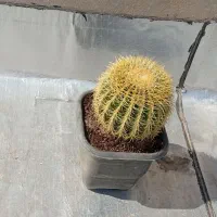 کاکتوس اچینو