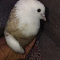 طوقی|پرنده|بهبهان, |دیوار