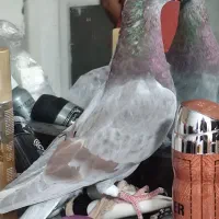 کفتر یا کبوتر معاوضه با قناری|پرنده|کرمانشاه, |دیوار