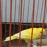 قناری جفت نر و ماده|پرنده|میناب, |دیوار